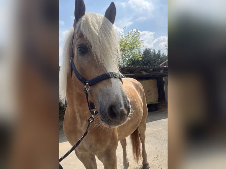 Haflinger Valack 5 år 152 cm in Viernheim