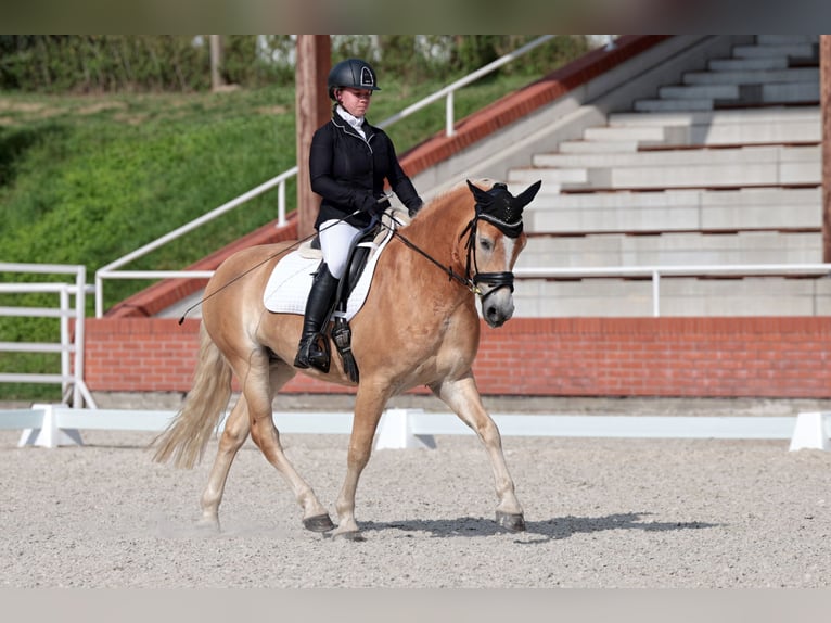 Haflinger Valack 6 år 150 cm Palomino in Protivin