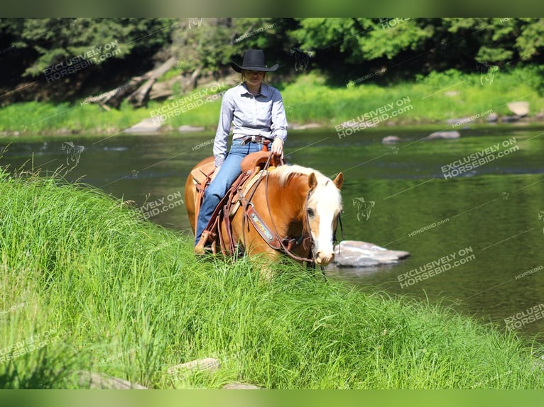 Haflinger Valack 8 år 145 cm Palomino in Shippenville, PA