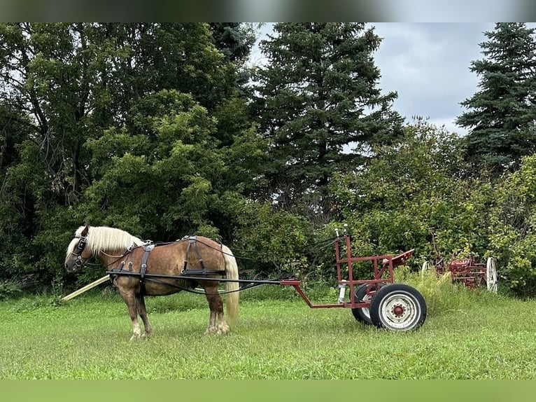 Haflinger Valack 9 år 137 cm in Fergus Falls, MN