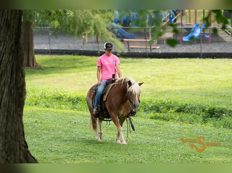Haflinger Wallach 10 Jahre 137 cm Rotfuchs in Sweet Springs MO