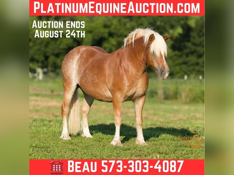 Haflinger Wallach 10 Jahre 137 cm Rotfuchs in Sweet Springs MO