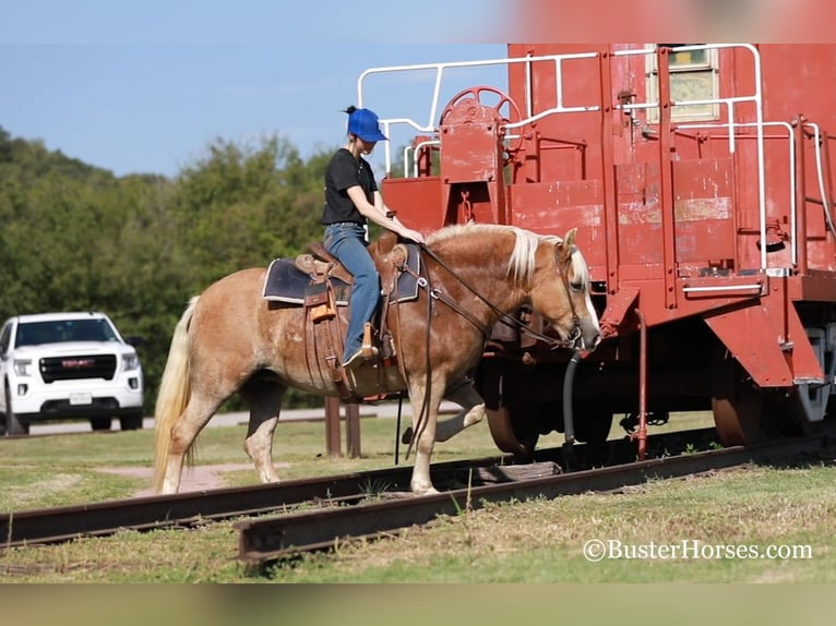 Haflinger Wallach 10 Jahre 142 cm Dunkelfuchs in Weatherford TX