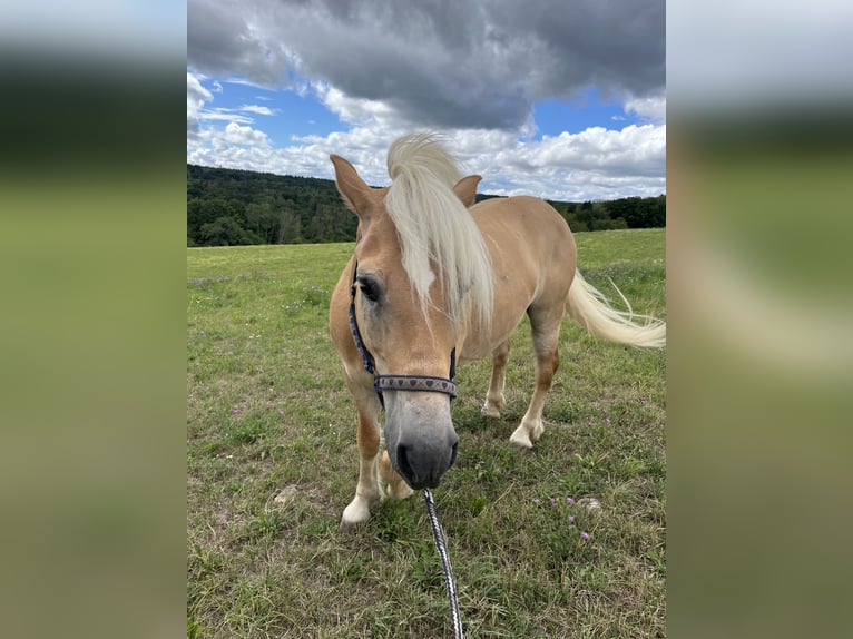 Haflinger Wallach 10 Jahre 142 cm Palomino in Pliezhausen