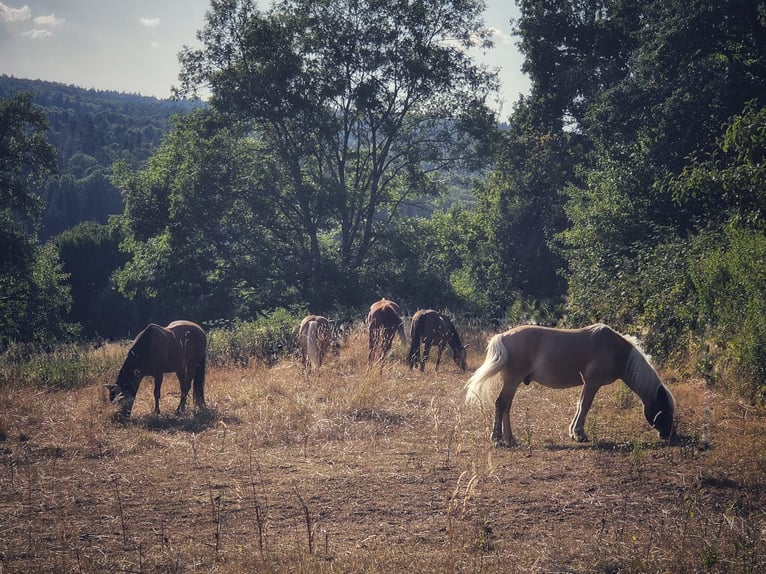 Haflinger Wallach 10 Jahre 142 cm Palomino in Pliezhausen