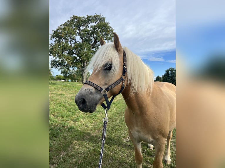 Haflinger Wallach 10 Jahre 142 cm Palomino in Pliezhausen