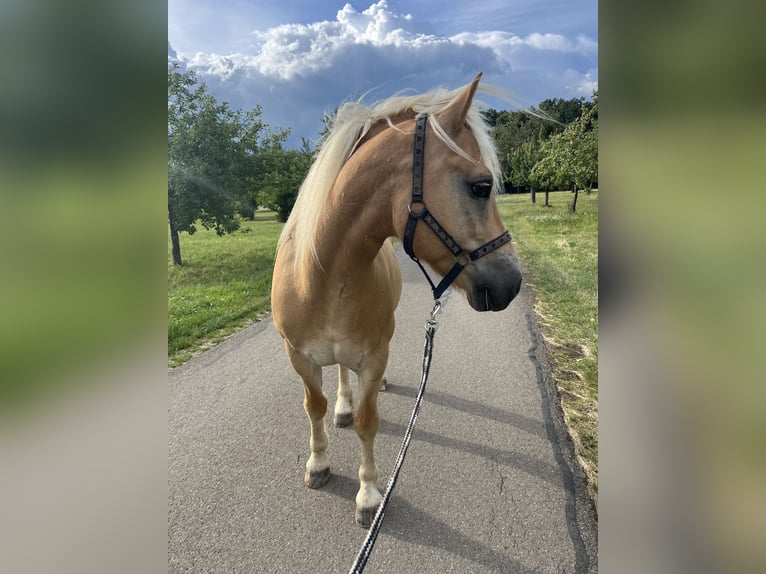 Haflinger Wallach 10 Jahre 142 cm Palomino in Pliezhausen