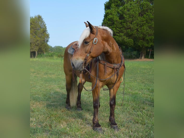 Haflinger Wallach 10 Jahre 142 cm Palomino in Greenville Ky