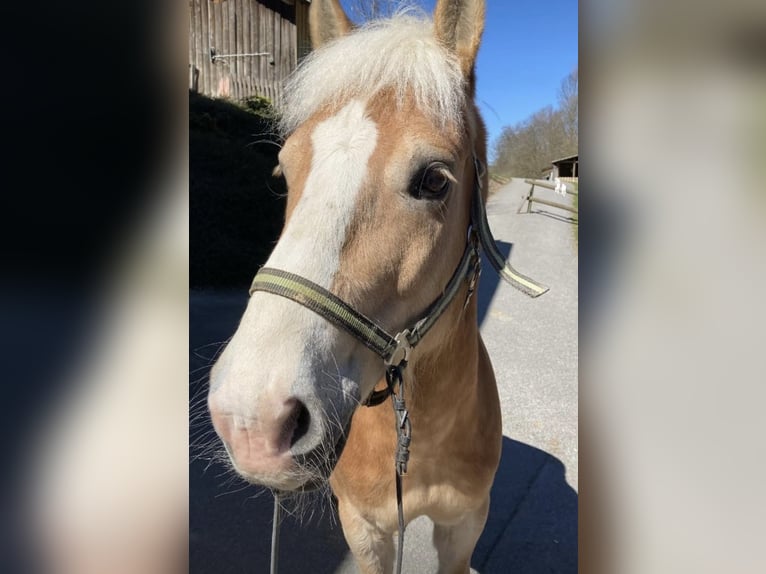 Haflinger Mix Wallach 10 Jahre 145 cm in Rattenberg