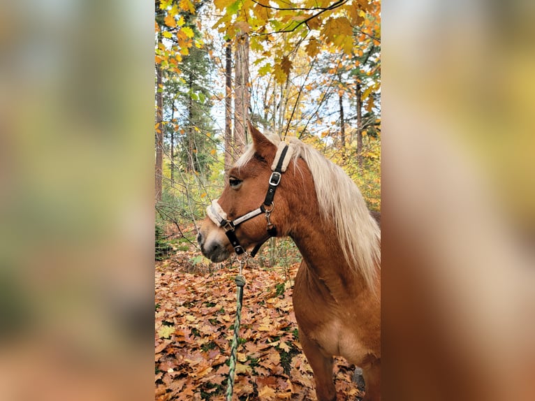 Haflinger Mix Wallach 10 Jahre 145 cm Dunkelfuchs in Lunteren