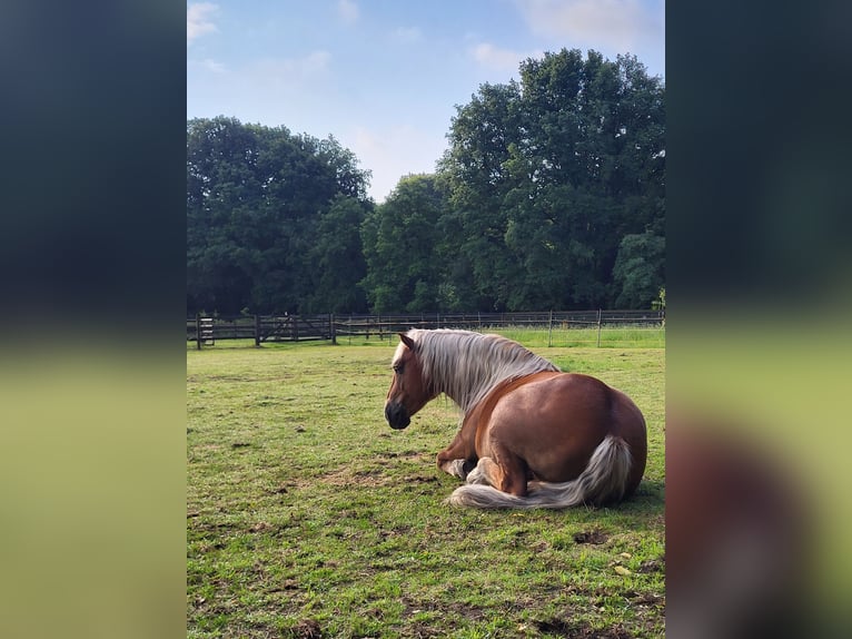 Haflinger Mix Wallach 10 Jahre 145 cm Dunkelfuchs in Lunteren