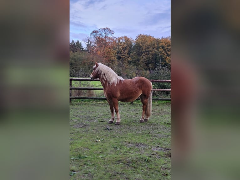 Haflinger Mix Wallach 10 Jahre 145 cm Dunkelfuchs in Lunteren