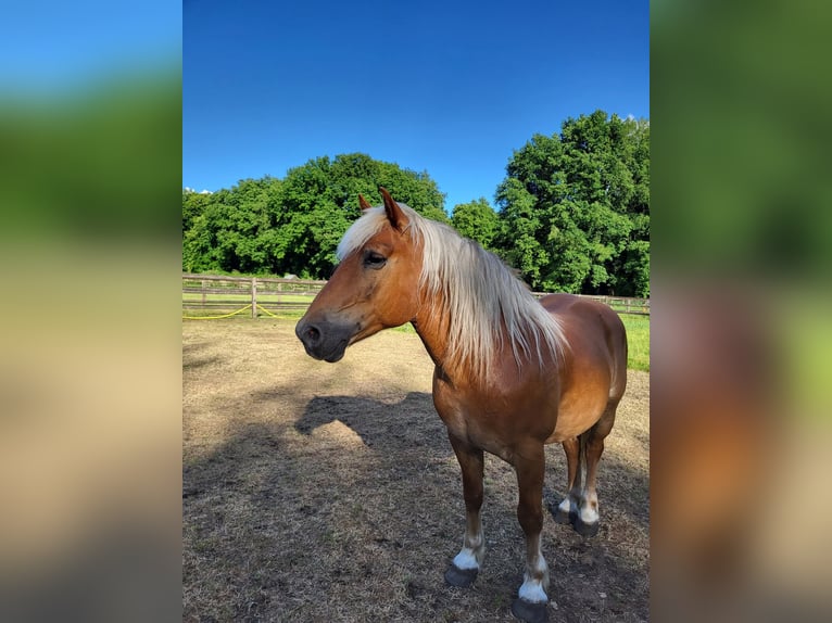 Haflinger Wallach 10 Jahre 145 cm Dunkelfuchs in Lunteren