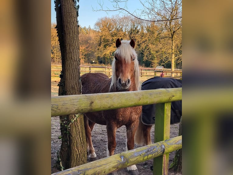 Haflinger Wallach 10 Jahre 145 cm Dunkelfuchs in Lunteren