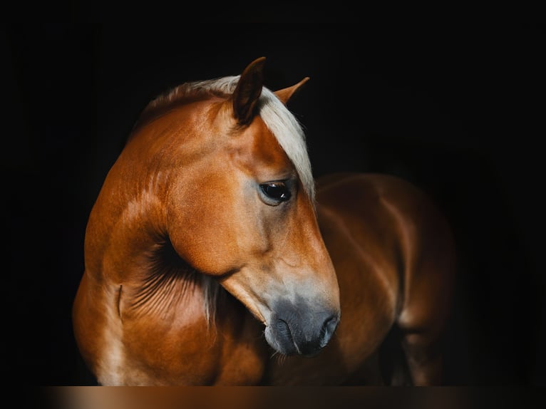 Haflinger Mix Wallach 10 Jahre 145 cm Dunkelfuchs in Lunteren