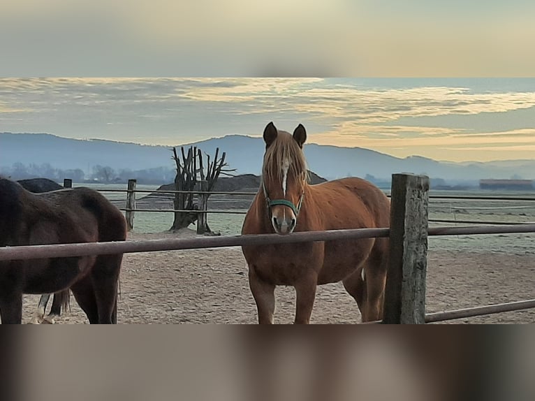 Haflinger Mix Wallach 10 Jahre 147 cm Fuchs in Bensheim