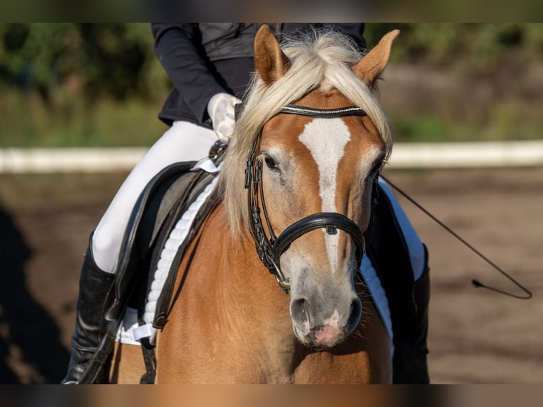 Haflinger Wallach 10 Jahre 148 cm Fuchs in Herzberg