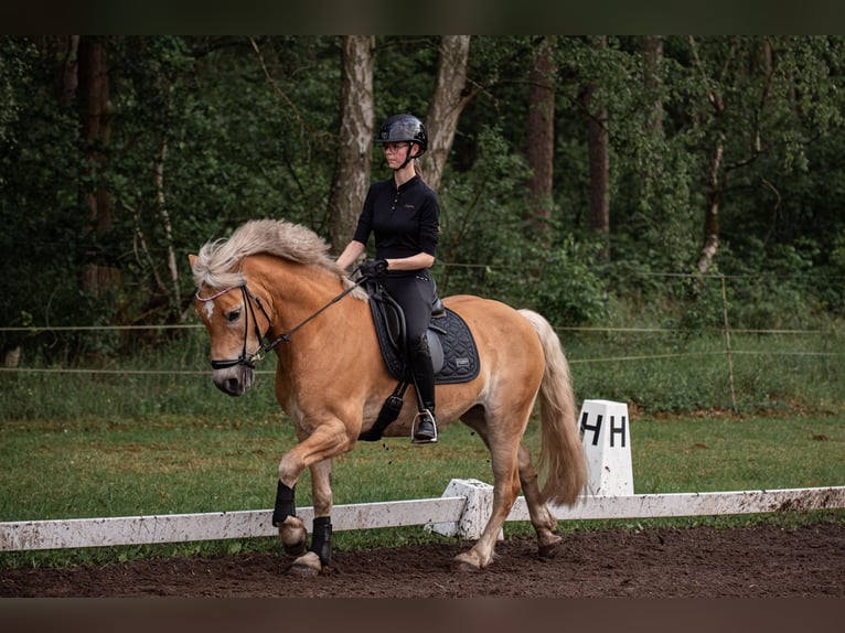 Haflinger Wallach 10 Jahre 149 cm in Brietlingen