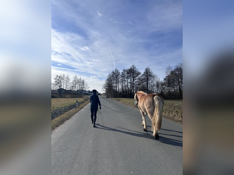 Haflinger Wallach 10 Jahre 150 cm Fuchs in SpeichersdorfSpeichersdorf