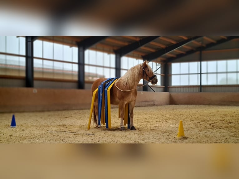 Haflinger Wallach 10 Jahre 150 cm Fuchs in SpeichersdorfSpeichersdorf