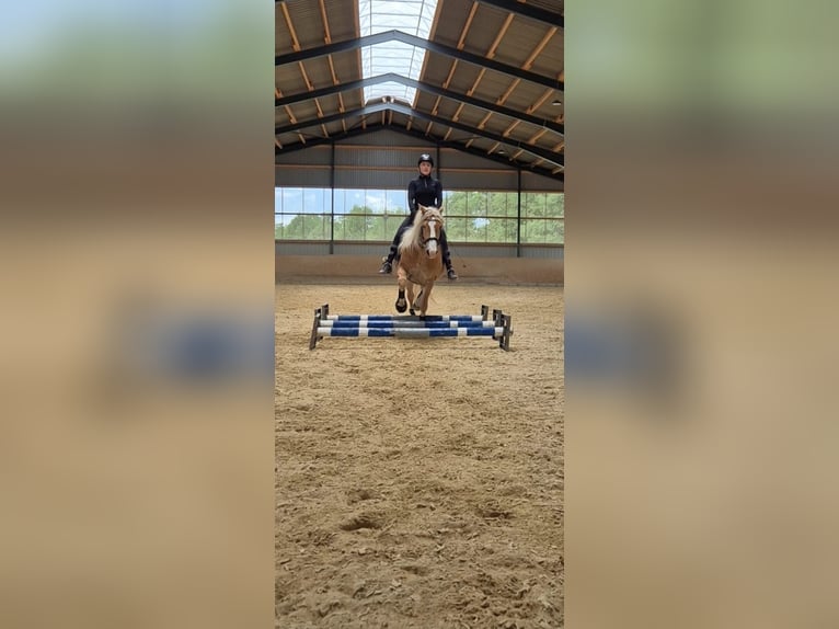 Haflinger Wallach 10 Jahre 150 cm Fuchs in SpeichersdorfSpeichersdorf