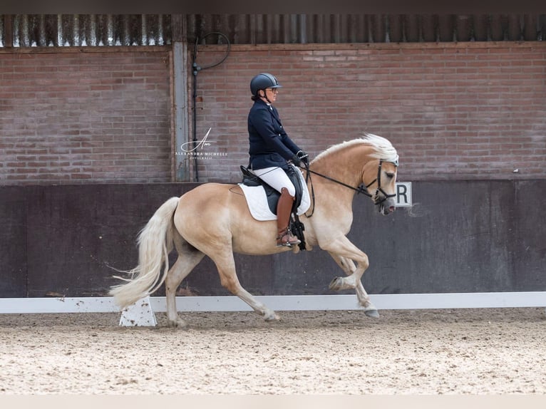 Haflinger Wallach 10 Jahre 150 cm Palomino in Purmerend