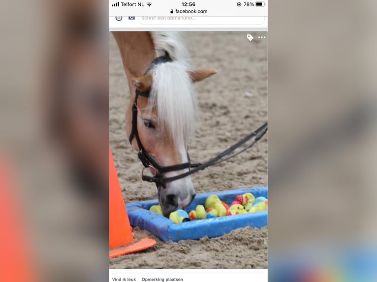 Haflinger Wallach 10 Jahre 150 cm Palomino in Purmerend