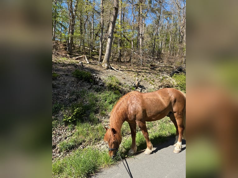 Haflinger Mix Wallach 10 Jahre 151 cm Fuchs in Oberneisen