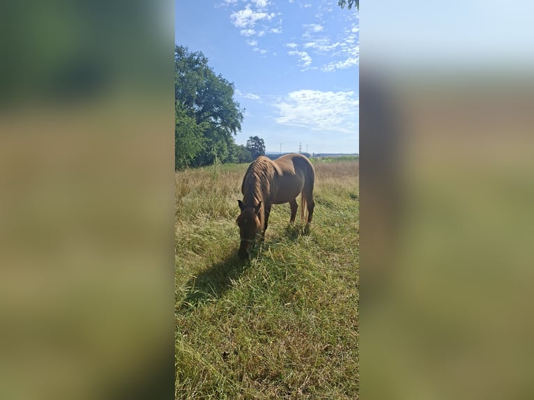 Haflinger Mix Wallach 10 Jahre 151 cm Fuchs in Oberneisen