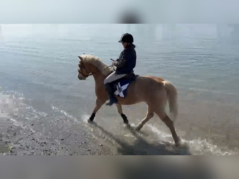 Haflinger Wallach 10 Jahre 152 cm Fuchs in Düsseldorf