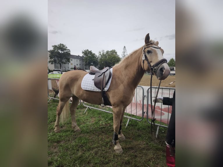 Haflinger Wallach 10 Jahre 152 cm Fuchs in Düsseldorf