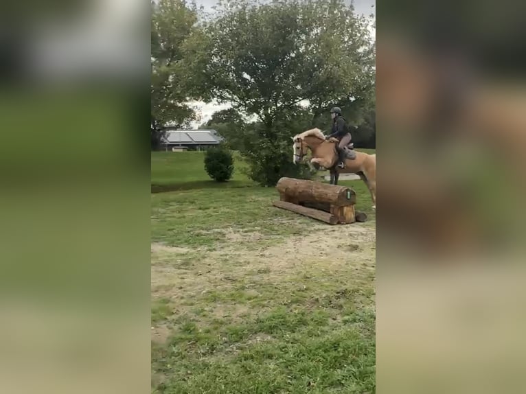 Haflinger Wallach 10 Jahre 152 cm Fuchs in Düsseldorf