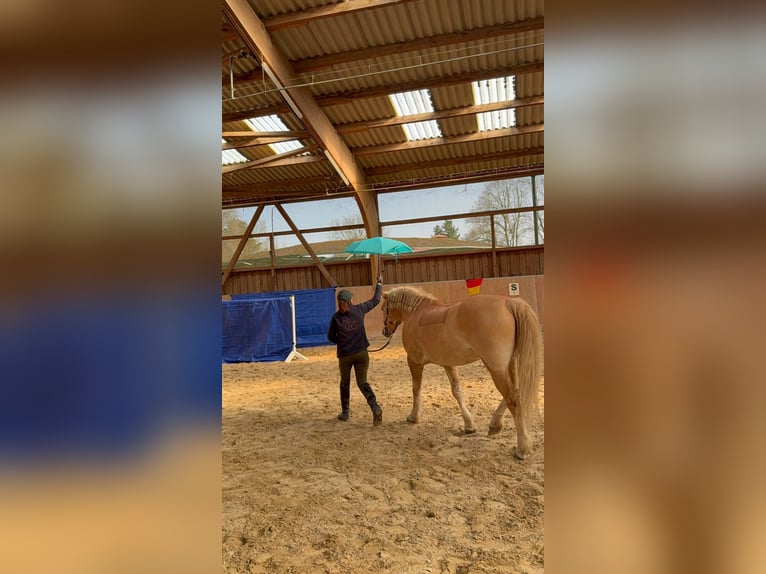 Haflinger Wallach 10 Jahre 152 cm Fuchs in Düsseldorf