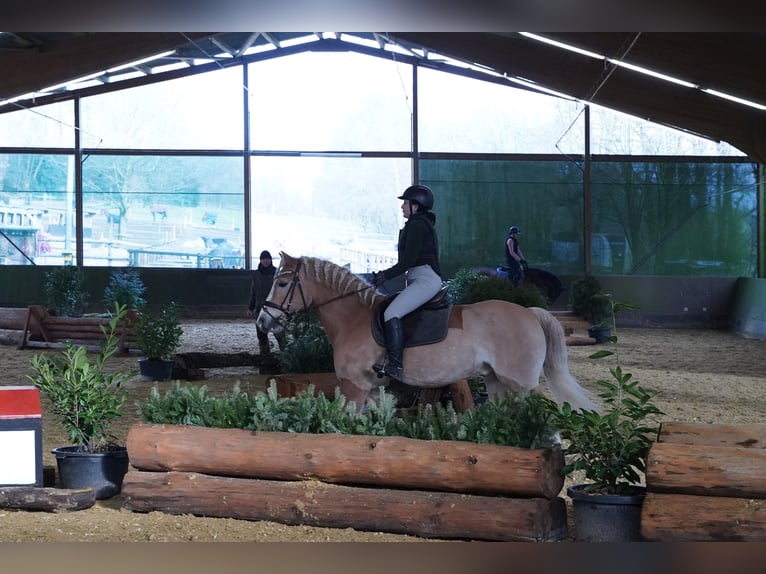 Haflinger Wallach 10 Jahre 152 cm Fuchs in Düsseldorf