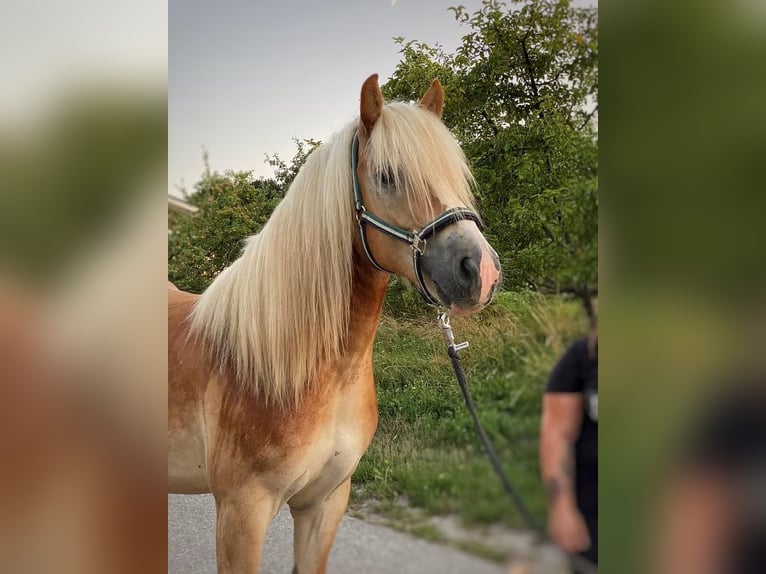 Haflinger Wallach 10 Jahre 152 cm Fuchs in Alland