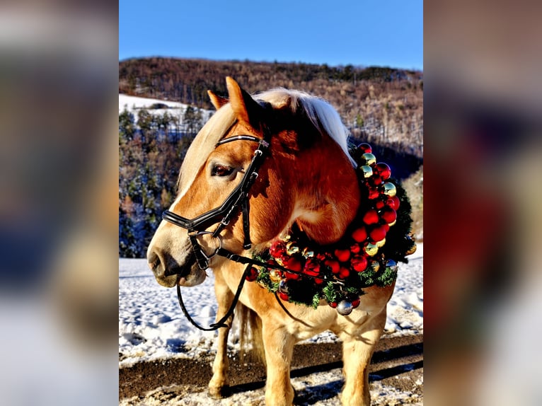Haflinger Wallach 10 Jahre 152 cm Fuchs in Alland