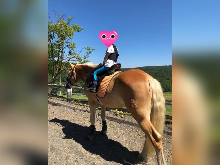 Haflinger Wallach 10 Jahre 152 cm Fuchs in Alland
