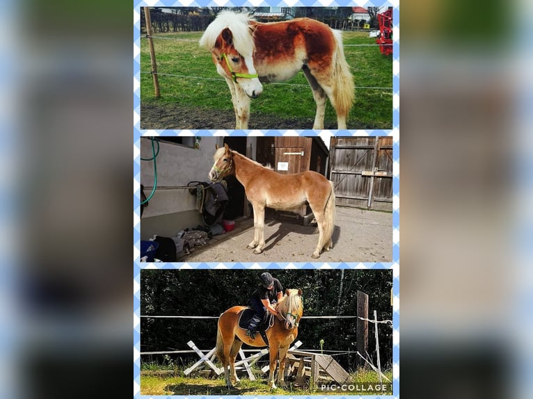 Haflinger Wallach 10 Jahre 152 cm Fuchs in Alland