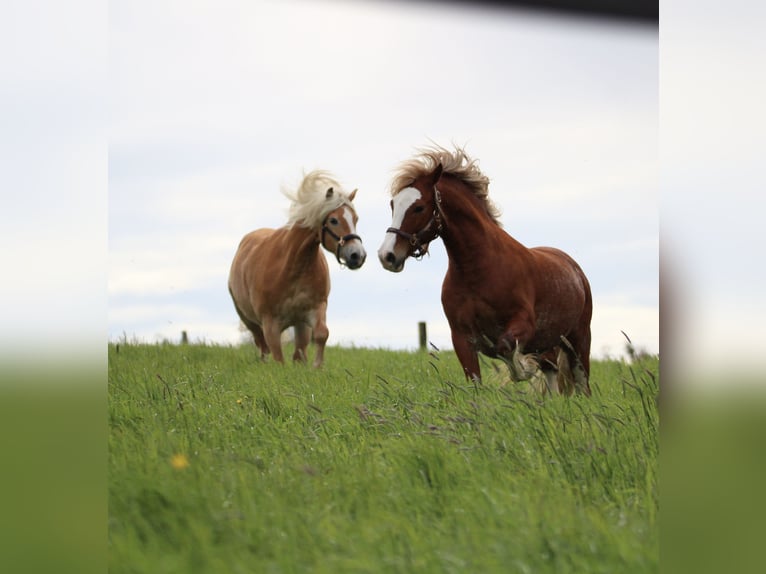 Haflinger Wallach 10 Jahre 152 cm Fuchs in Mettmann