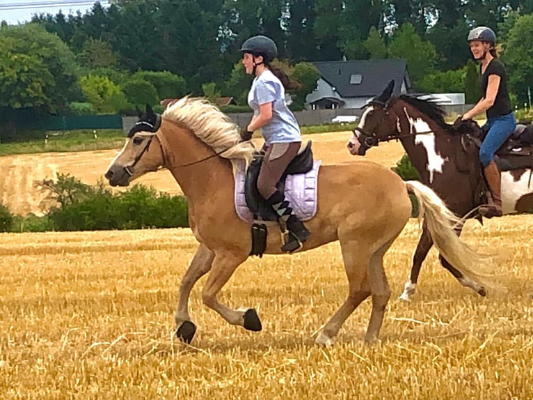 Haflinger Wallach 10 Jahre 152 cm Fuchs in Mettmann
