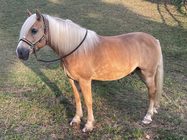 Haflinger Wallach 10 Jahre 152 cm Fuchs in Mettmann