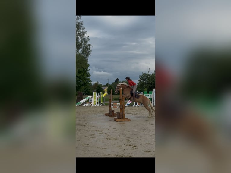 Haflinger Wallach 10 Jahre 153 cm Dunkelfuchs in Stutensee