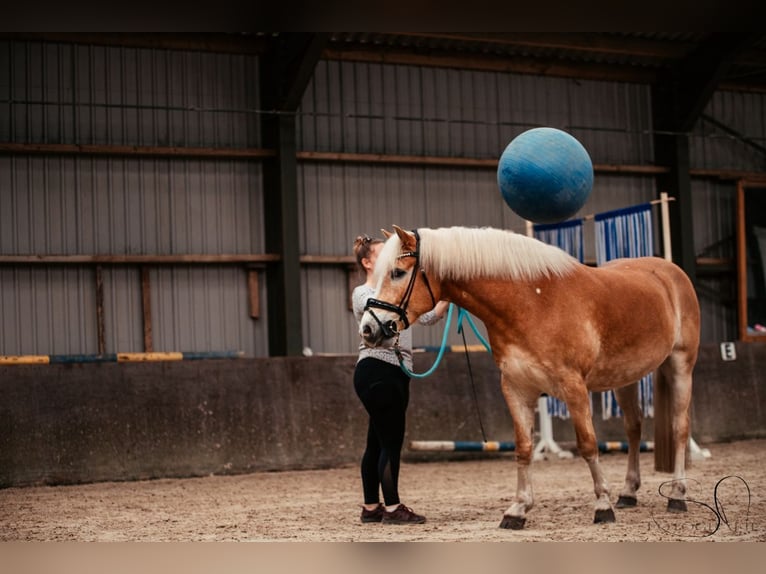 Haflinger Wallach 10 Jahre 154 cm Fuchs in Adelheidsdorf