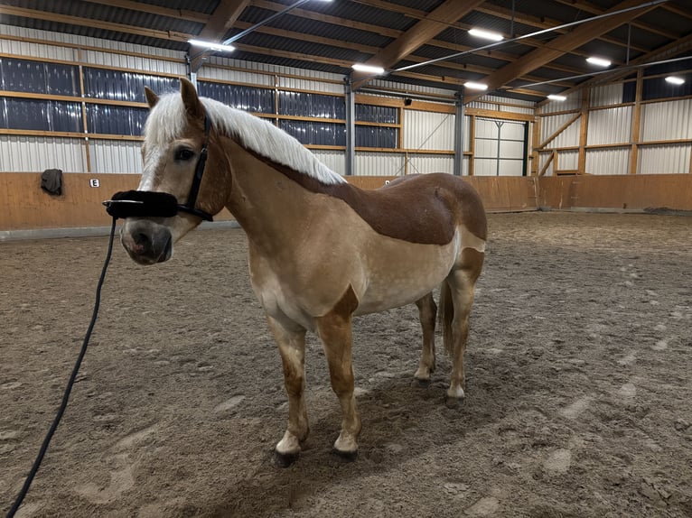 Haflinger Wallach 10 Jahre 154 cm Fuchs in Adelheidsdorf