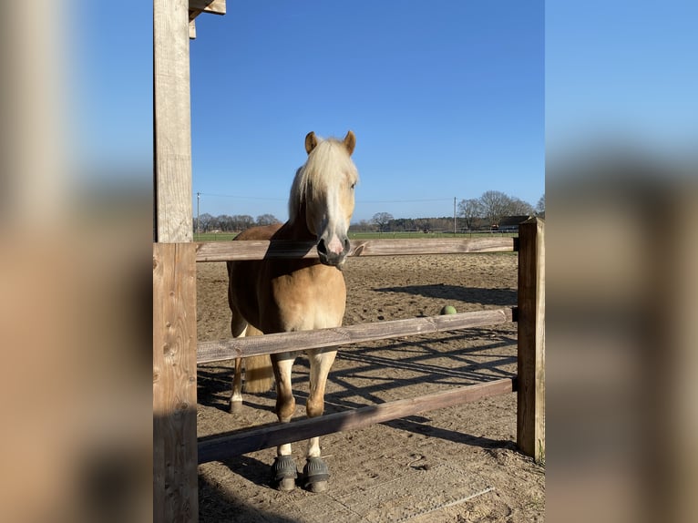 Haflinger Wallach 10 Jahre 154 cm Fuchs in Adelheidsdorf