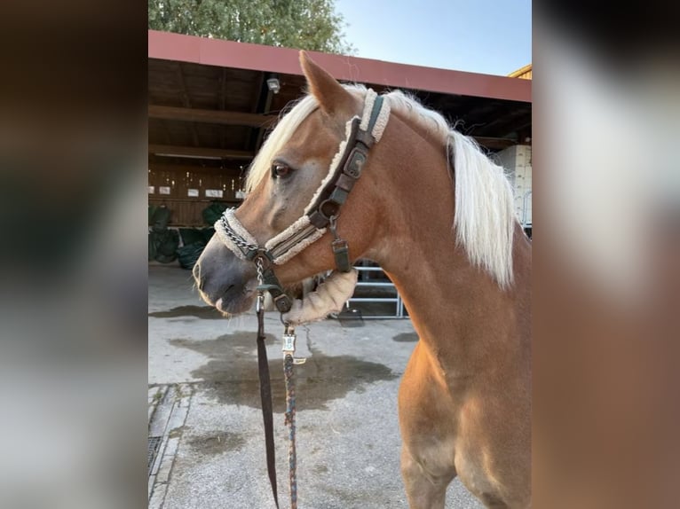 Haflinger Wallach 10 Jahre 154 cm  in Stutensee