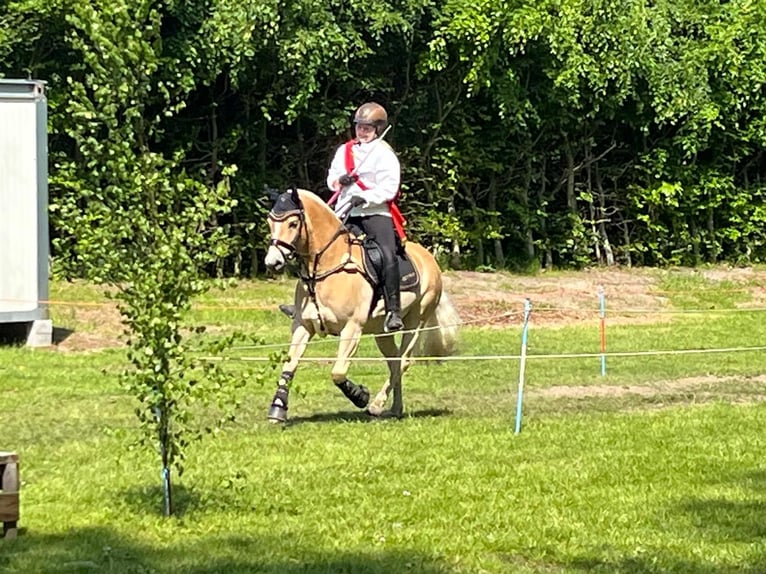 Haflinger Wallach 10 Jahre 155 cm in Seeth