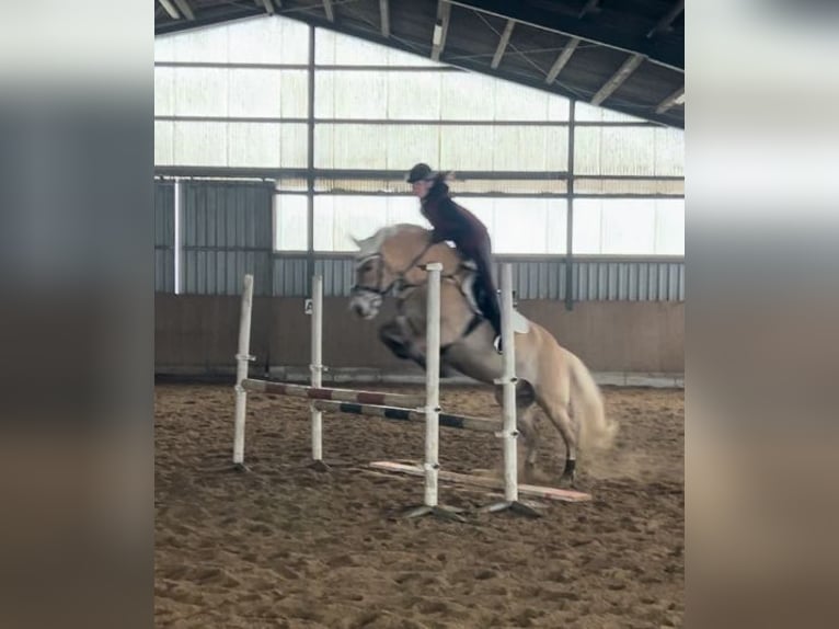 Haflinger Wallach 10 Jahre 155 cm in Seeth