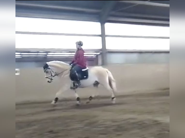 Haflinger Wallach 10 Jahre 155 cm in Seeth