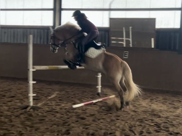 Haflinger Wallach 10 Jahre 155 cm in Seeth